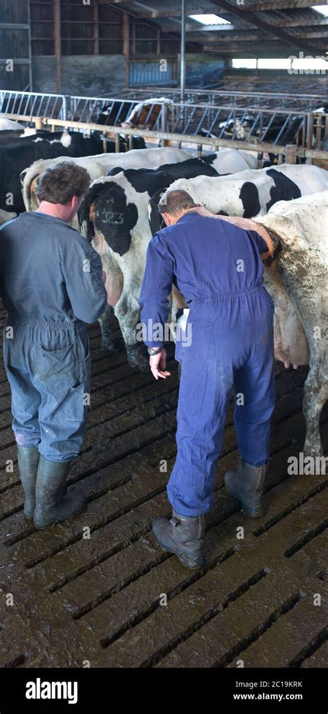 Veterinarian Examines A Cow Rectally On Pregnancy In A Cowshed The