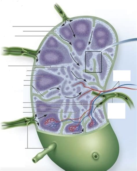 Lymph Node Diagram Diagram Quizlet