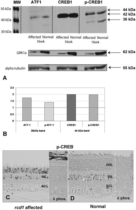 Immunoblot And Immunohistochemistry For Native Atf1 Native Creb1 And