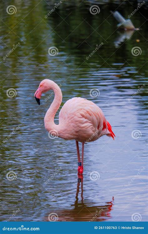 African Flamingo Walking Around in Water with Reflection Stock Image - Image of bath, colorful ...