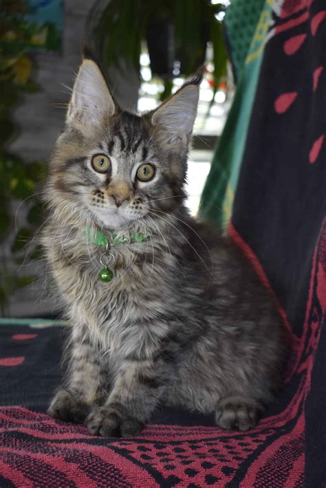 Maine Coon Petclassifieds