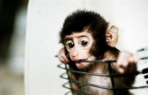 Funny Monkey Pictures » Cute Monkey Baby