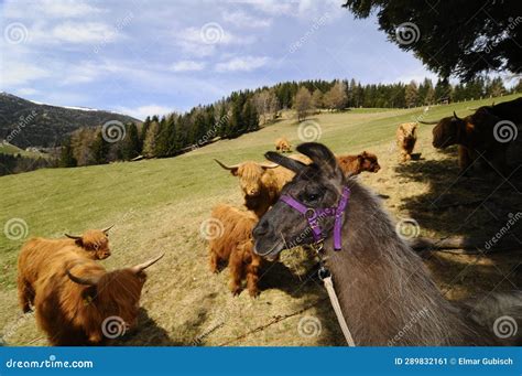 A lama, llama or alpaca stock image. Image of organism - 289832161