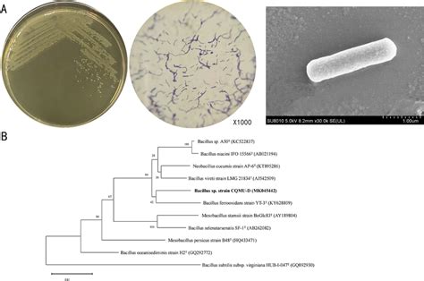 Colony morphology, Gram stain morphology under a light microscope, and ...