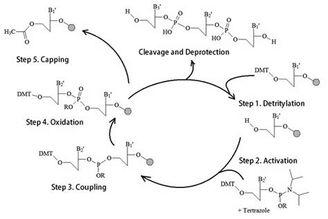 The Chemical Synthesis of Oligonucleotides