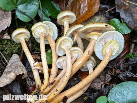 Honiggelber Hallimasch Honigpilz Armillaria Mellea Verwechslung