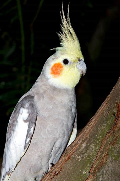 Cockatiel Nymphicus Hollandicus Atelier Yuwa Ciao Jp