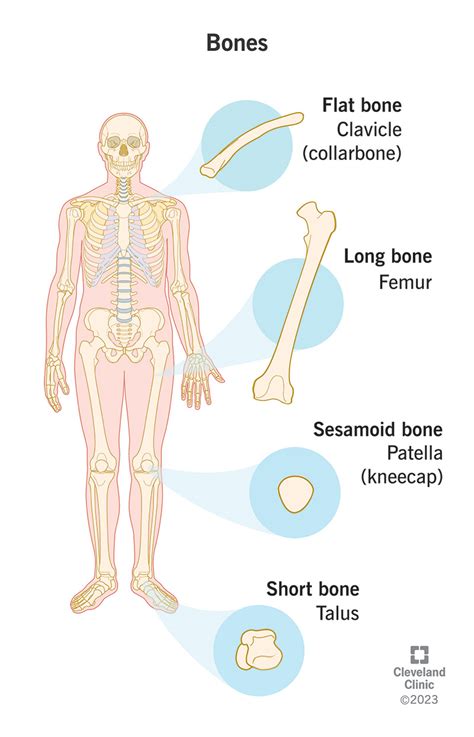 Bones Anatomy Structure Function Off