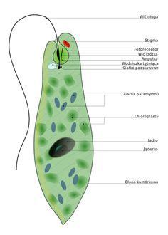 protists-euglena