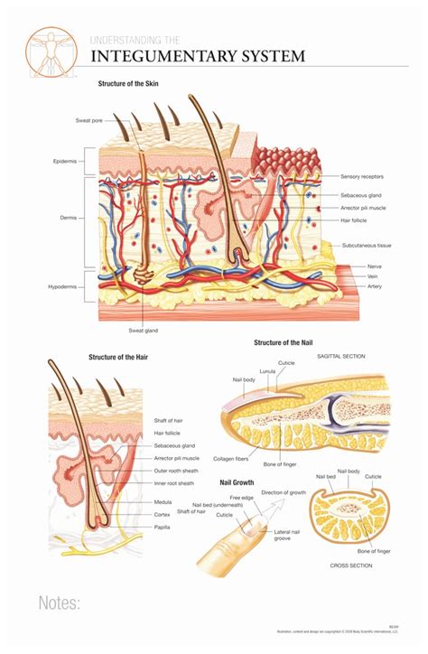 Integumentary System Diagram