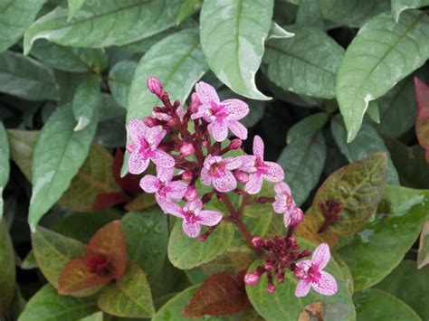 Pseuderanthemum Reticulatum Esta Planta Ornamental Pertence à