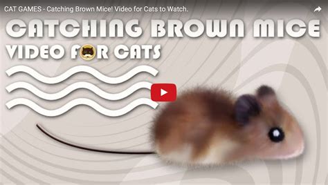 CAT GAMES - Catching Brown Mice! Video for Cats to Watch. — TV BINI