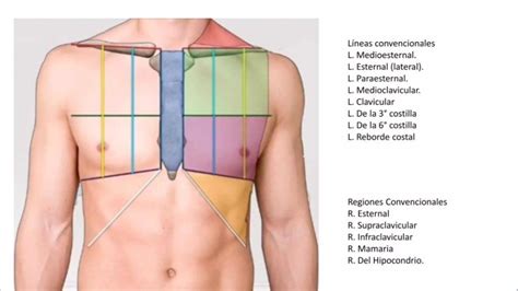 Cara Anterior Escuelas de medicina Partes del torax Anatomía