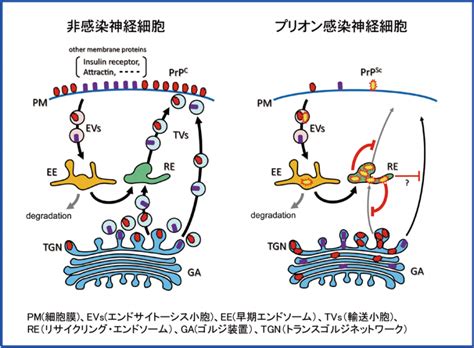 神経変性病態学分野 | 徳島大学先端酵素学研究所 Institute of Advanced Medical Sciences ...