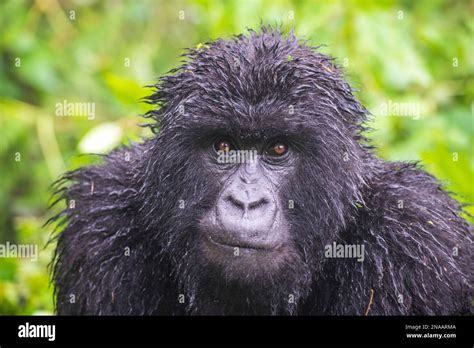 Wildlife African Mammals Stock Photo - Alamy