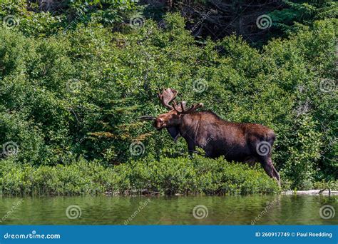 Bull Moose Feeding On Vegetation Beside A Lake Stock Image Image Of