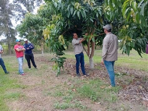 Cultivo De Mango En Formosa El Cedeva Impulsa El Manejo Eficiente Para