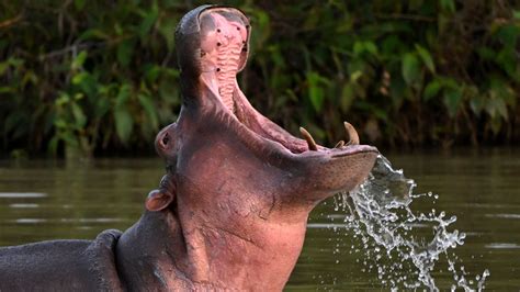 Colombia to Sterilize Pablo Escobar’s ‘Cocaine Hippos’ - The New York Times