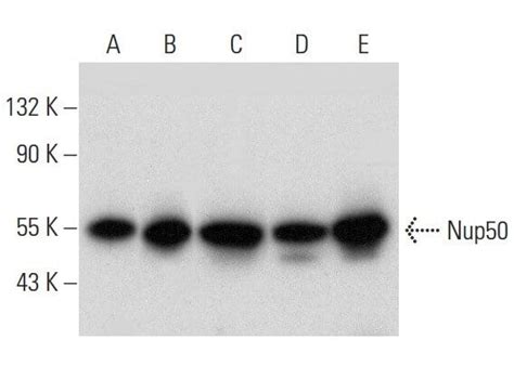 Nup50 Antibody G 4 SCBT Santa Cruz Biotechnology