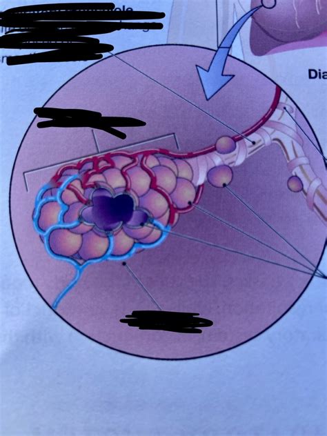 Anatomy Of The Alveolar Sac Diagram Quizlet