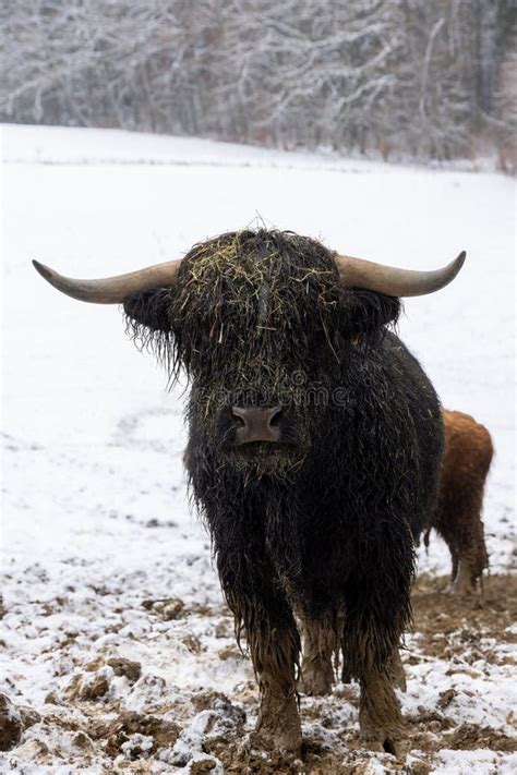 Herd Of Scottish Highland Cattle In Winter In Mud And Snow Outside In