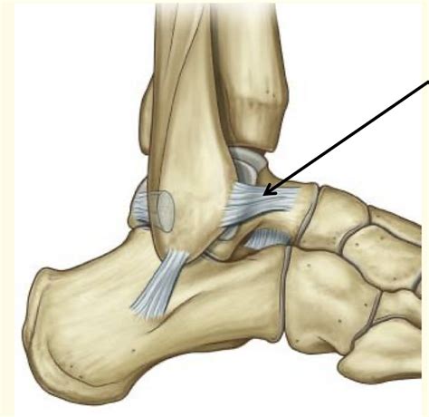 ankle ligaments Diagram | Quizlet