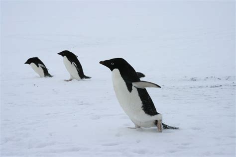 The Power of Penguin Poop