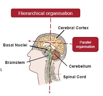 22.06 - Structure and function of the descending tracts Flashcards | Quizlet