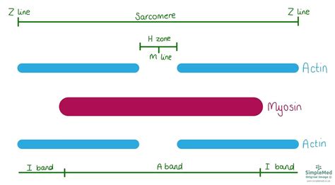 2 Structure Of The Muscles Simplemed Learning Medicine Simplified