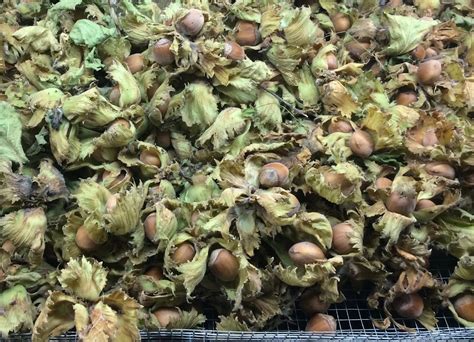 Hazelnut Harvest 2018 Riverbend Hazelnuts