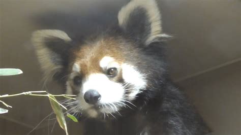 レッサーパンダ フランちゃん すみっこでリラックス中 【桐生が岡動物園】 Youtube