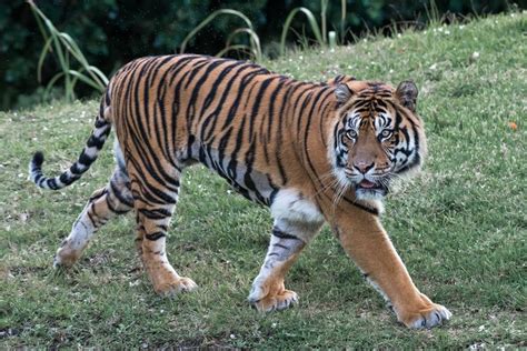 Cek Fakta Video Harimau Di Gunung Tangkuban Perahu Benarkah Prfm News