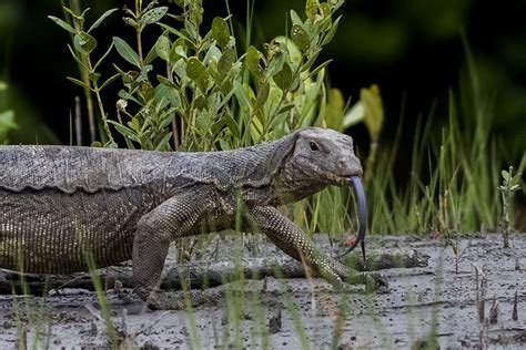 Water Monitor Varanus Salvator