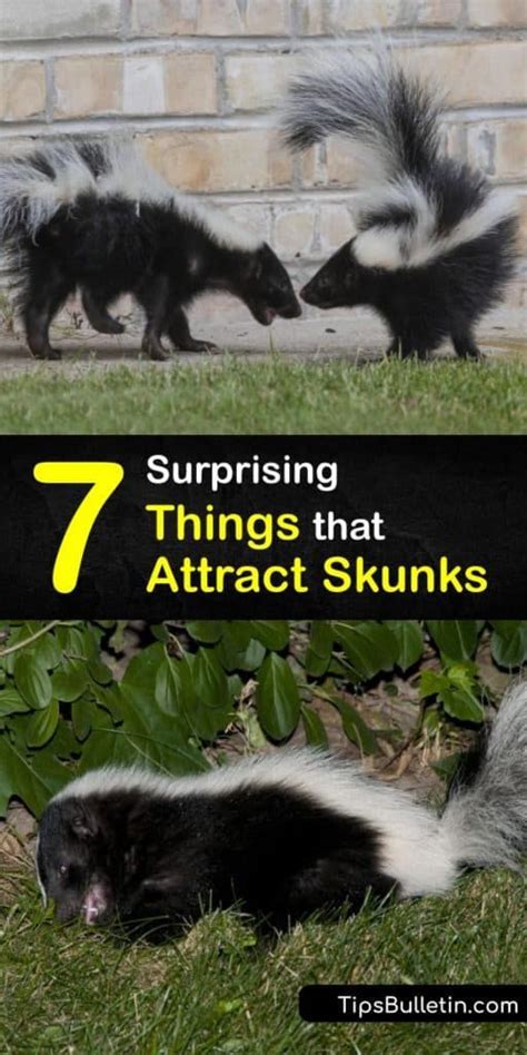 Best Ways To Get Rid Of Skunks In Your Yard Artofit