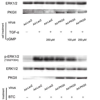 Pkg Ii Inhibits Tgf Induced Tyr Phosphorylation Of The Egfr Ags