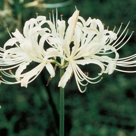 Lycoris Albiflora White Spider Lily Lily Bulbs Bulb Flowers Fall Plants