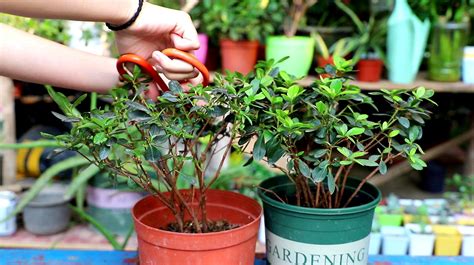 春天有哪些植物可以养春天的植物有哪些植物怎么养大山谷图库