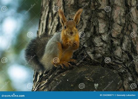 Flying Squirrel Sitting On A Tree And Gnawing Nuts Stock Image Image