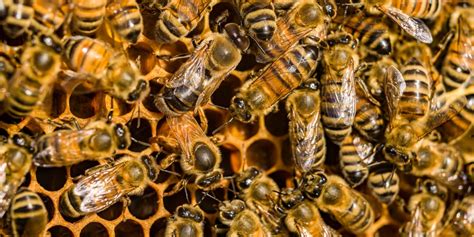 USDA approves vaccine for honeybees, a first in the US | Fox Weather