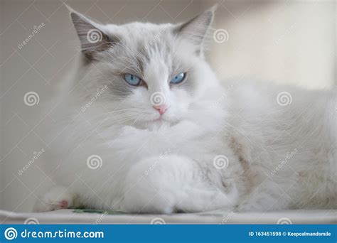 Blue Eyed Bicolor Ragdoll Cat Stock Photo Image Of Profile Bicolour