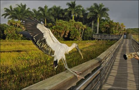 Everglades Wildlife | Raymond Gehman Photography