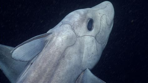 Ghost Shark Captured on Video for First Time | Time