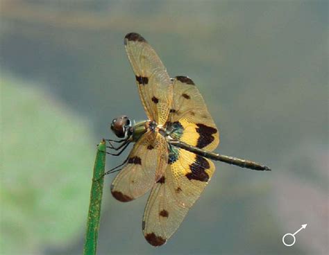 Rhyothemis Variegata Linnaeus Species