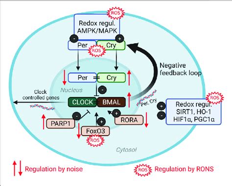 Redox Dysregulation Of Circadian Clock By Noise The Clock Core