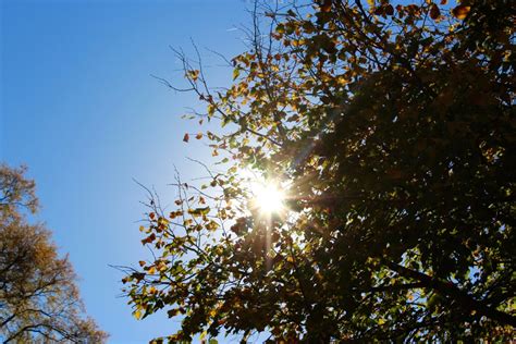 Free Images Tree Nature Branch Sky Sunlight Morning Leaf