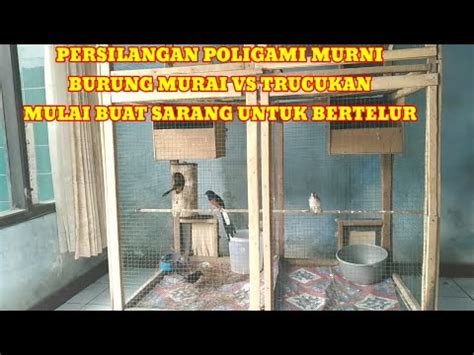 Burung Murai Batu Bangun Sarang Mau Bertelur Pasangan Persilangan