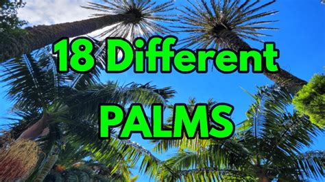 43 Different Types Of Palm Trees Identification Locations State Map Arnoticias Tv