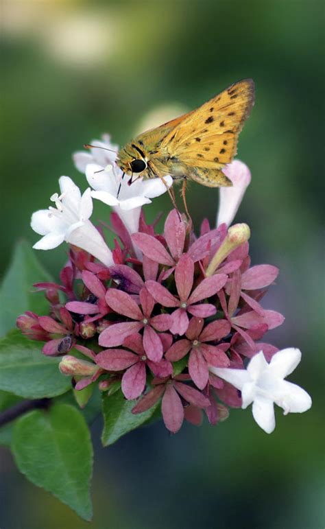 Fiery Skipper On Abelia Photograph By Stamp City Fine Art America