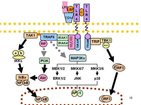 How To Inhibit Lipopolysaccharides Lps Lipoglycans And Endotoxins