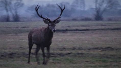 Red stags comming jelenie byki idą w moim kierunku YouTube